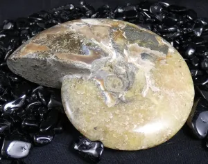 Polished Ammonite Fossil