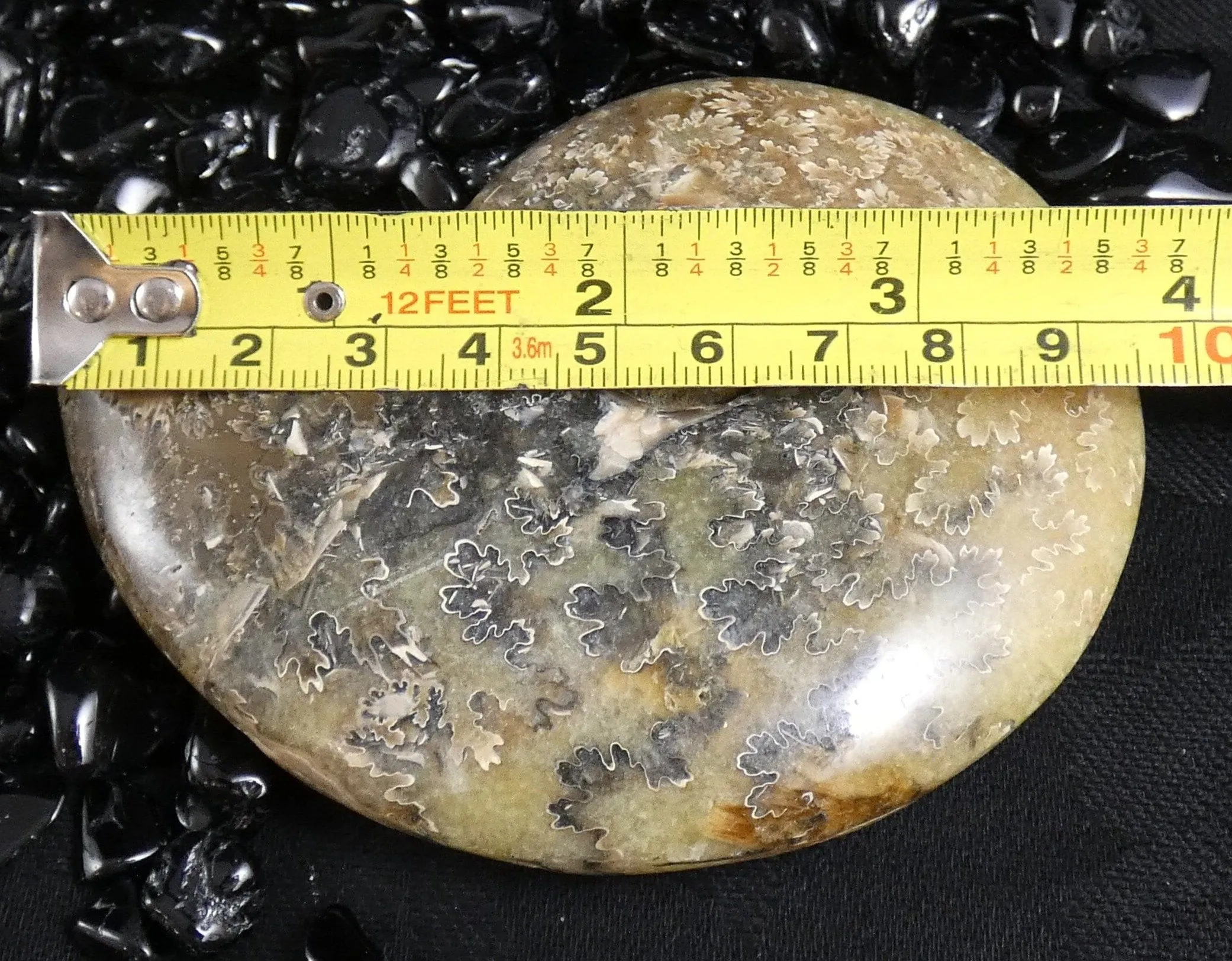 Polished Ammonite Fossil