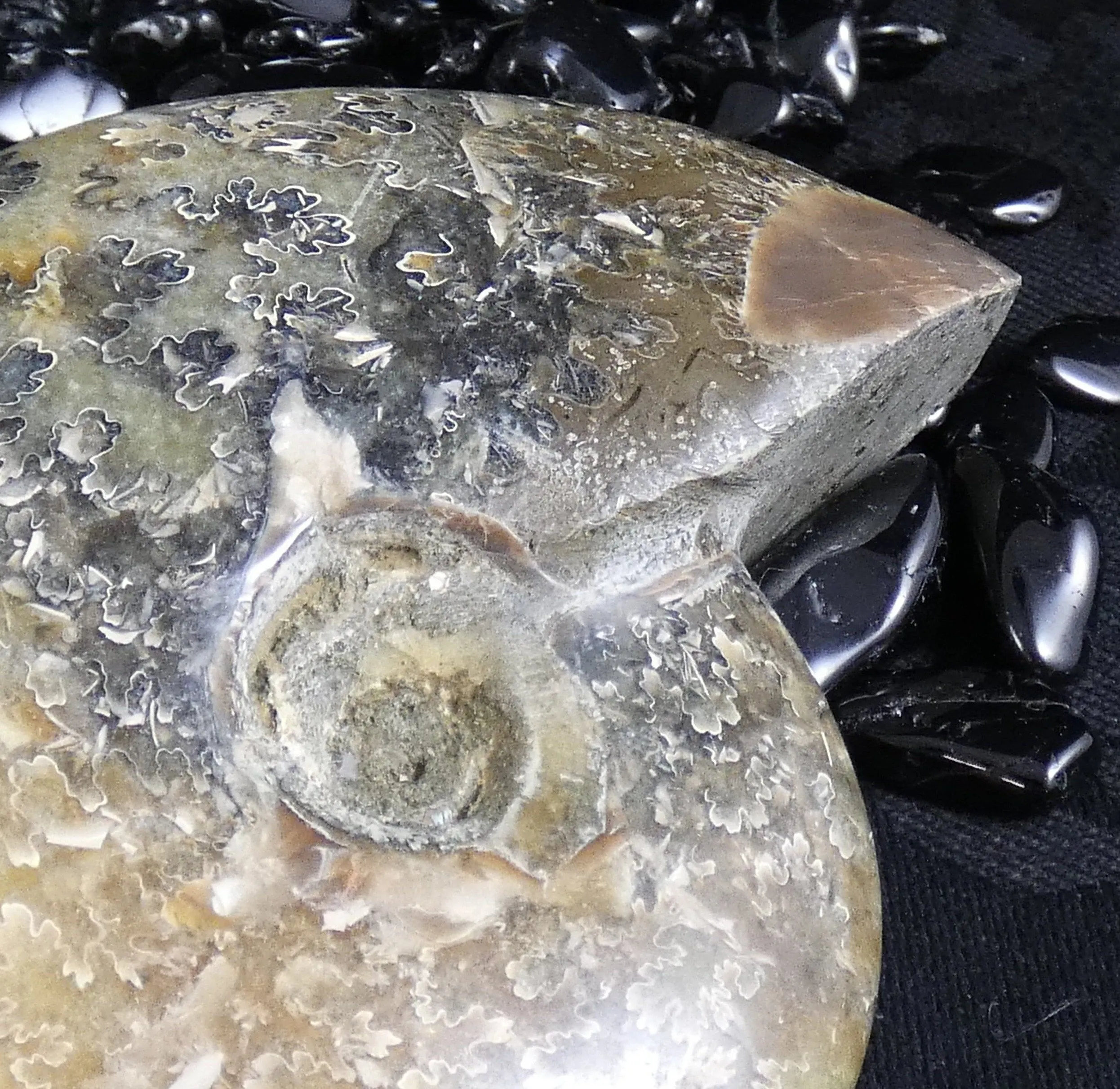 Polished Ammonite Fossil