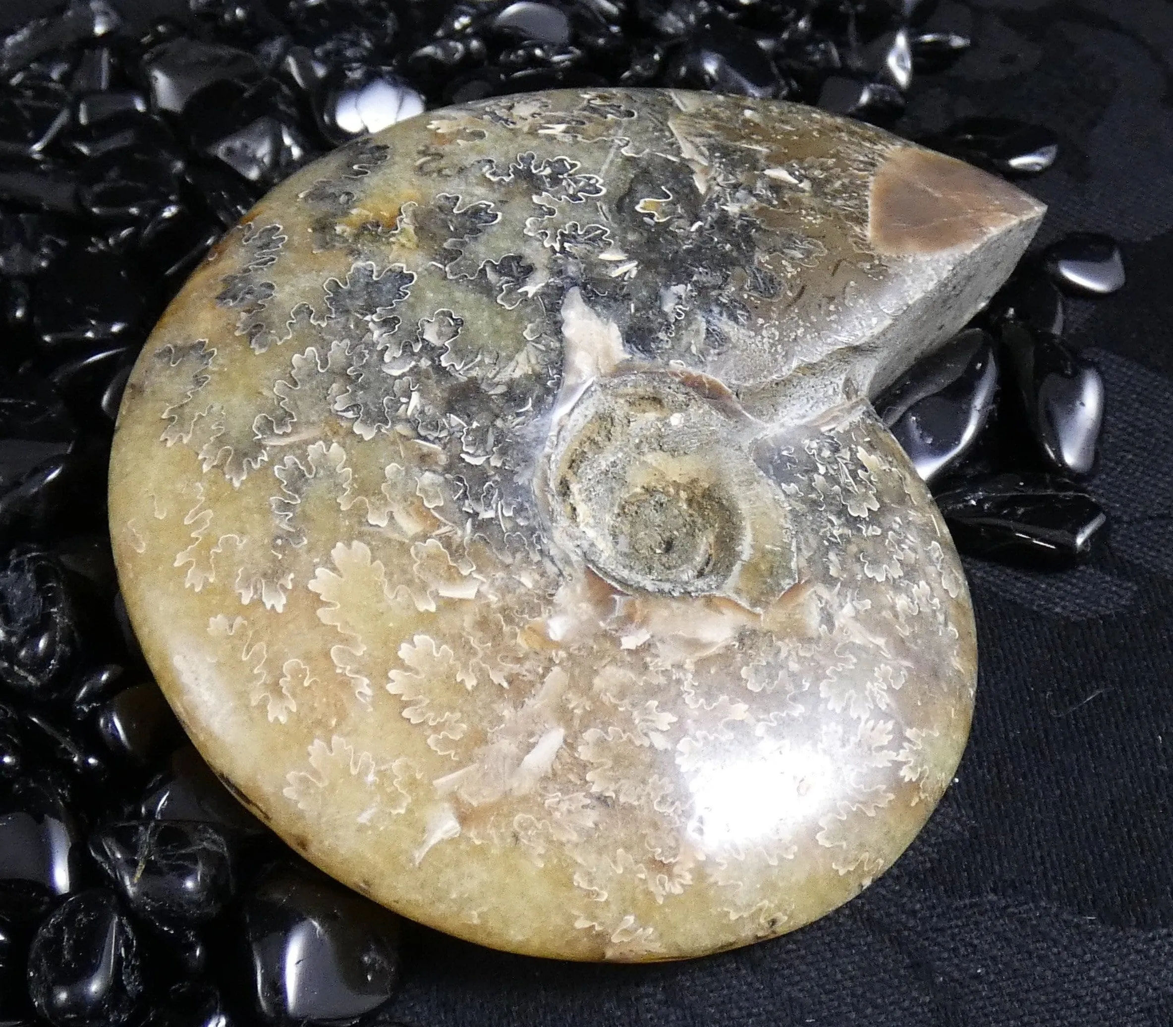 Polished Ammonite Fossil