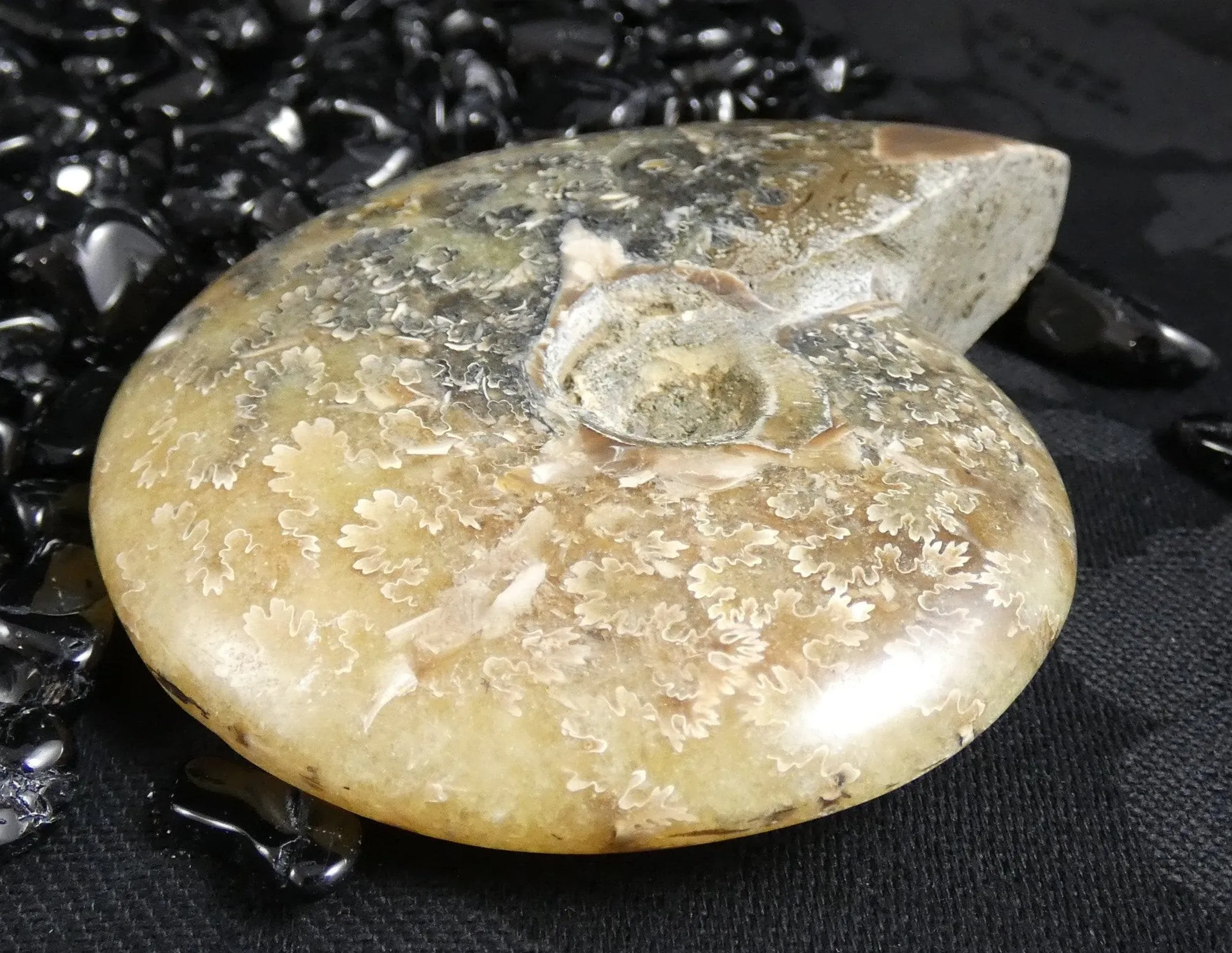 Polished Ammonite Fossil